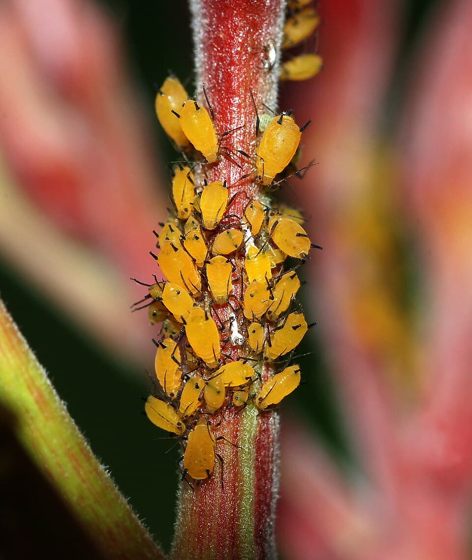 Pale green aphids clustered on tender plant stems and foliage