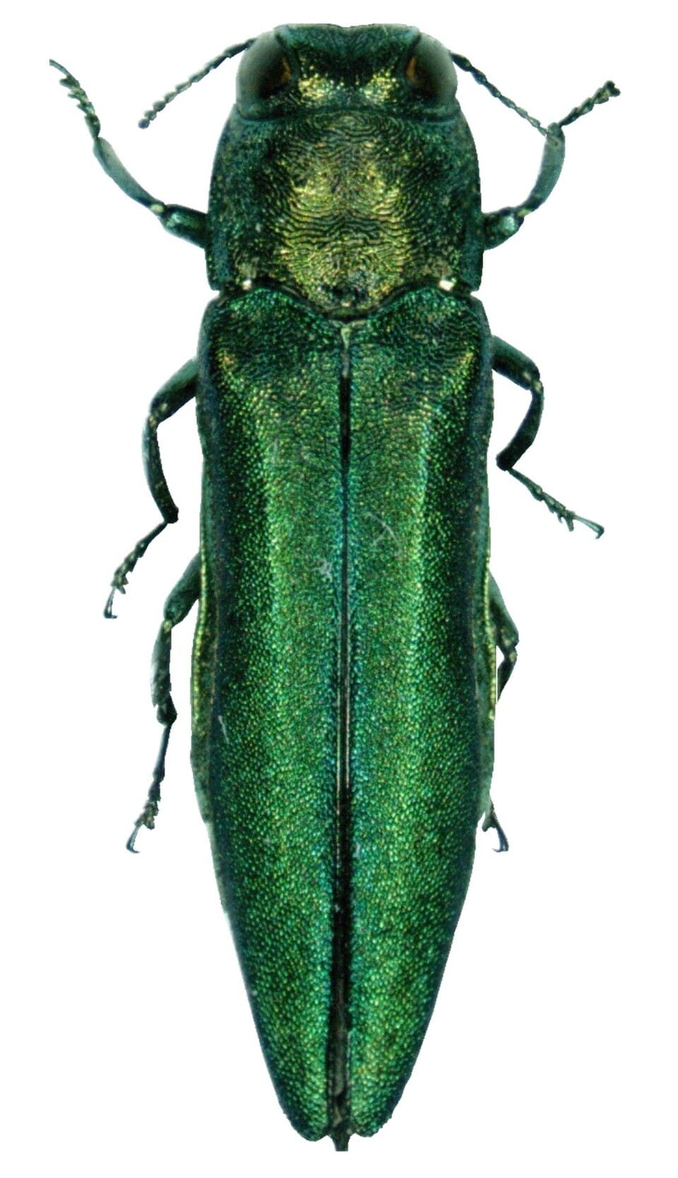 Adult emerald ash borer beetle illustrating typical wood-boring beetle morphology