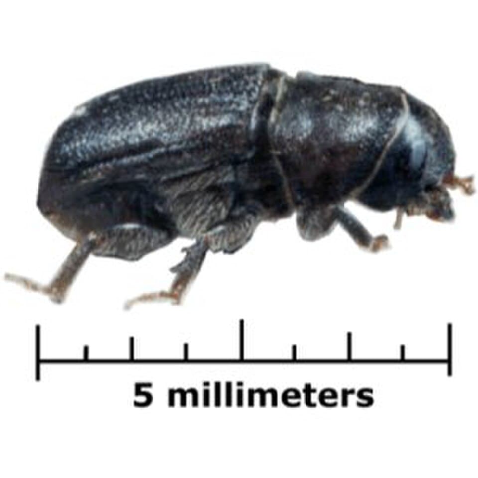 Mountain pine beetle adult beetle showing bark beetle morphology
