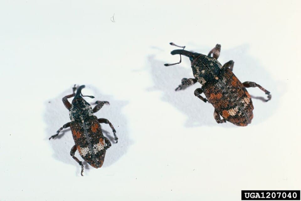 White pine weevil adult on rough bark, a close relative of spruce tip weevil damage patterns
